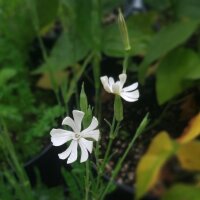 Afrikanische Traumwurzel / Xhosa Dream Herb (Silene capensis) Samen