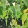 Afrikanische Traumwurzel / Xhosa Dream Herb (Silene capensis)