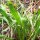 Spitzwegerich (Plantago lanceolata) Samen