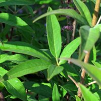 Mönchspfeffer (Vitex agnus-castus) Samen