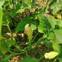 Zucchini Tromboncino dAlbenga (Cucurbita moschata) Samen