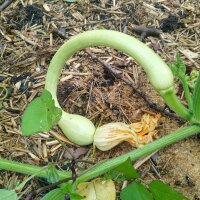 Zucchini Tromboncino dAlbenga (Cucurbita moschata)