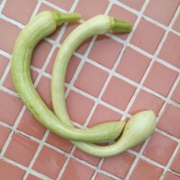 Zucchini Tromboncino dAlbenga (Cucurbita moschata)