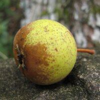 Wildbirne / Holzbirne (Pyrus pyraster) Samen