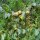 Wildbirne / Holzbirne (Pyrus pyraster) Samen