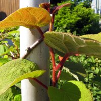 Kiwi/ Chinesischer Strahlengriffel (Actinidia chinensis)...