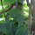 Kiwi/ Chinesischer Strahlengriffel (Actinidia chinensis) Samen