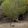 Australischer Teebaum (Melaleuca alternifolia) Samen