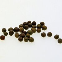Wilderbse (Pisum sativum subsp. elatius) Samen