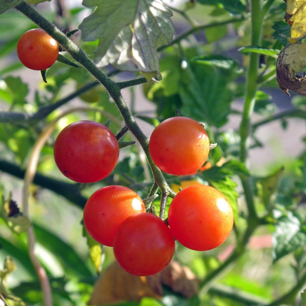 Wildtomate Rote Murmel Erfahrungsberichte