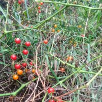 Wildtomate Rote Murmel (Solanum pimpinellifolium) Bio...