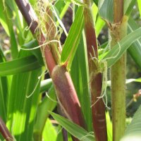 Teosinte (Zea mexicana) Samen