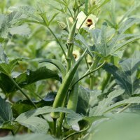 Okra (Abelmoschus esculentus) Samen