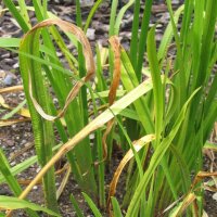 Kalmus (Acorus calamus) Samen