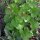 Knoblauchsrauke (Alliaria petiolata) Samen
