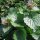 Knoblauchsrauke (Alliaria petiolata) Samen