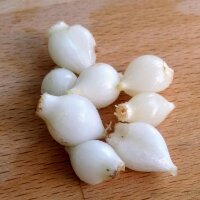 Weinberglauch (Allium vineale) Samen