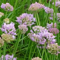 Berglauch (Allium senescens) Samen