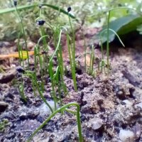 Berglauch (Allium senescens) Samen