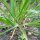 Berglauch (Allium senescens) Samen