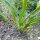 Berglauch (Allium senescens) Samen