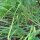 Chinesischer Schnittlauch (Allium odorum) Samen