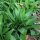 Bärlauch / Wilder Lauch (Allium ursinum)