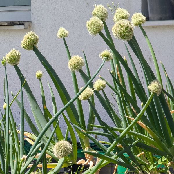 Japanische Zwiebel 'Shimonita' (Allium fistulosum) - ca. 60 Samen