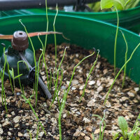 Japanische Zwiebel Shimonita (Allium fistulosum) Samen