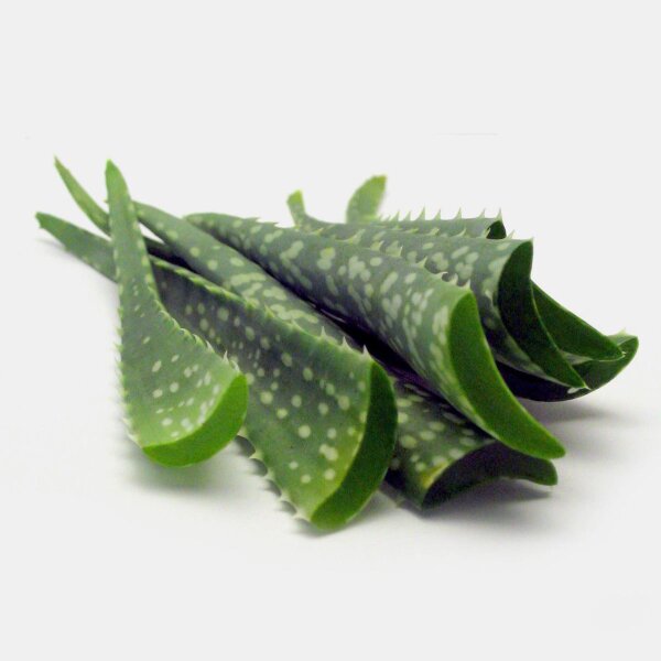 anthurium pallidiflorum care Anthurium pallidiflorum (medium) main image 1
