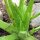 Aloe Vera (Aloe barbadensis) Samen