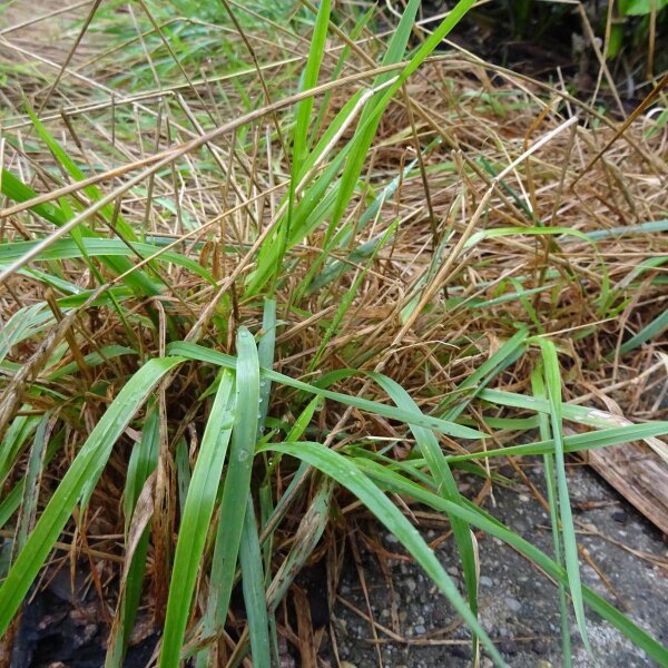 Ruchgras (Anthoxanthum odoratum) Samen