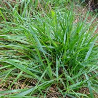 Ruchgras (Anthoxanthum odoratum) Samen