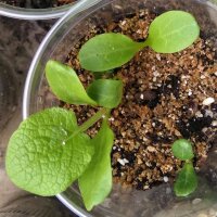 Speiseklette (Arctium lappa var. sativa) Samen