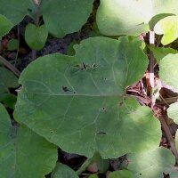 Speiseklette (Arctium lappa var. sativa) Samen