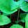 Speiseklette (Arctium lappa var. sativa) Samen