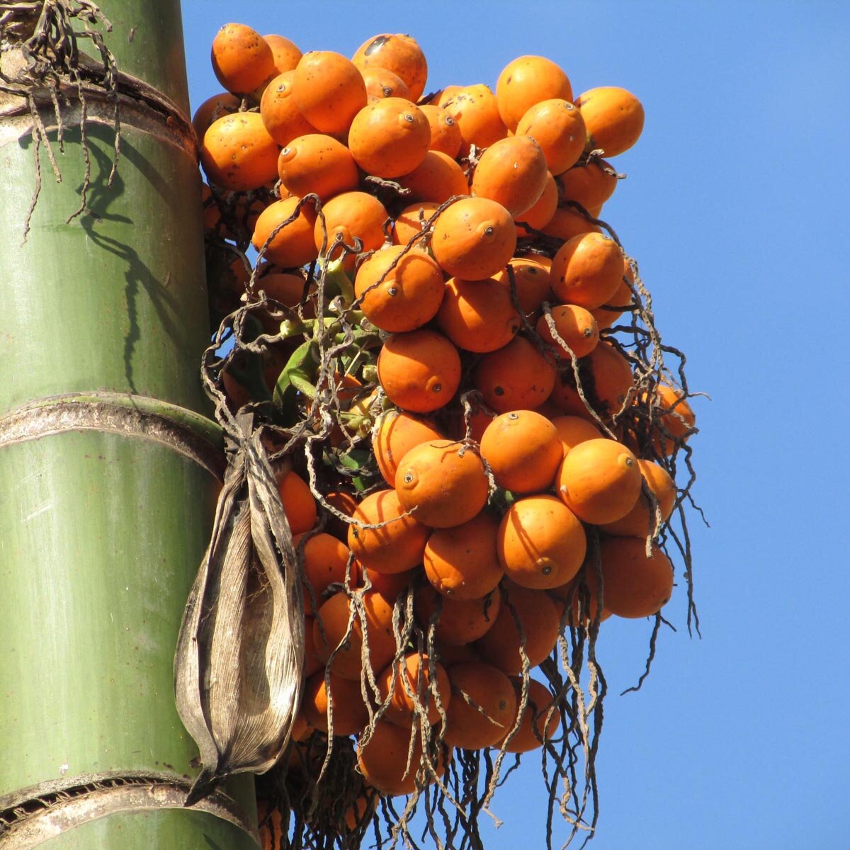 Betelpalme / Betelnuss (Areca catechu) Samen