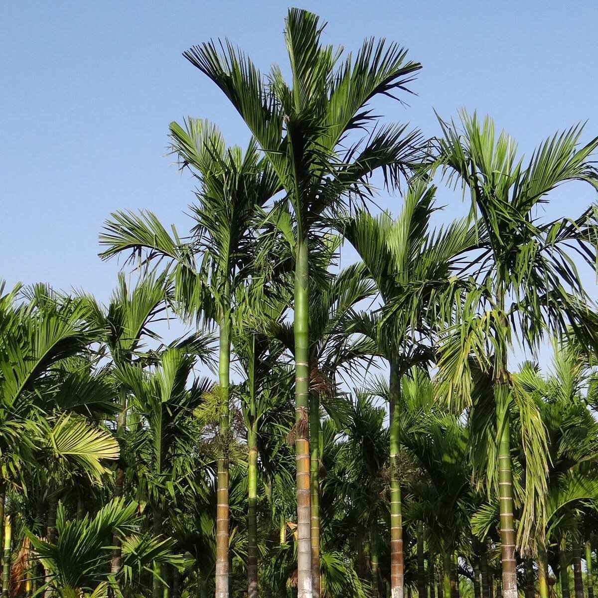melano variegata 4