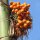 Betelpalme / Betelnuss (Areca catechu) Samen