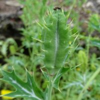 Stachelmohn (Argemone mexicana) Samen