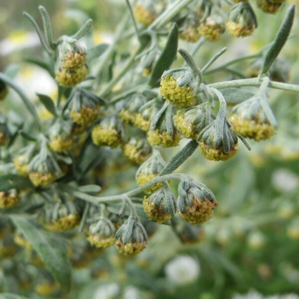 Wermut (Artemisia absinthium) Samen