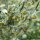 Wermut (Artemisia absinthium) Samen