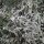Wermut (Artemisia absinthium) Samen