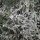 Wermut (Artemisia absinthium) Samen