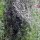 Wermut (Artemisia absinthium) Samen
