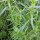 Estragon (Artemisia dracunculus) Samen