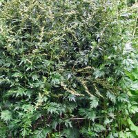 Gewöhnlicher Beifuß (Artemisia vulgaris) Samen
