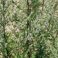 Gewöhnlicher Beifuß (Artemisia vulgaris) Samen