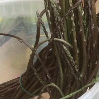 Wildspargel (Asparagus acutifolius) Samen