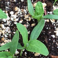 Grüne  Gartenmelde (Atriplex hortensis) Samen